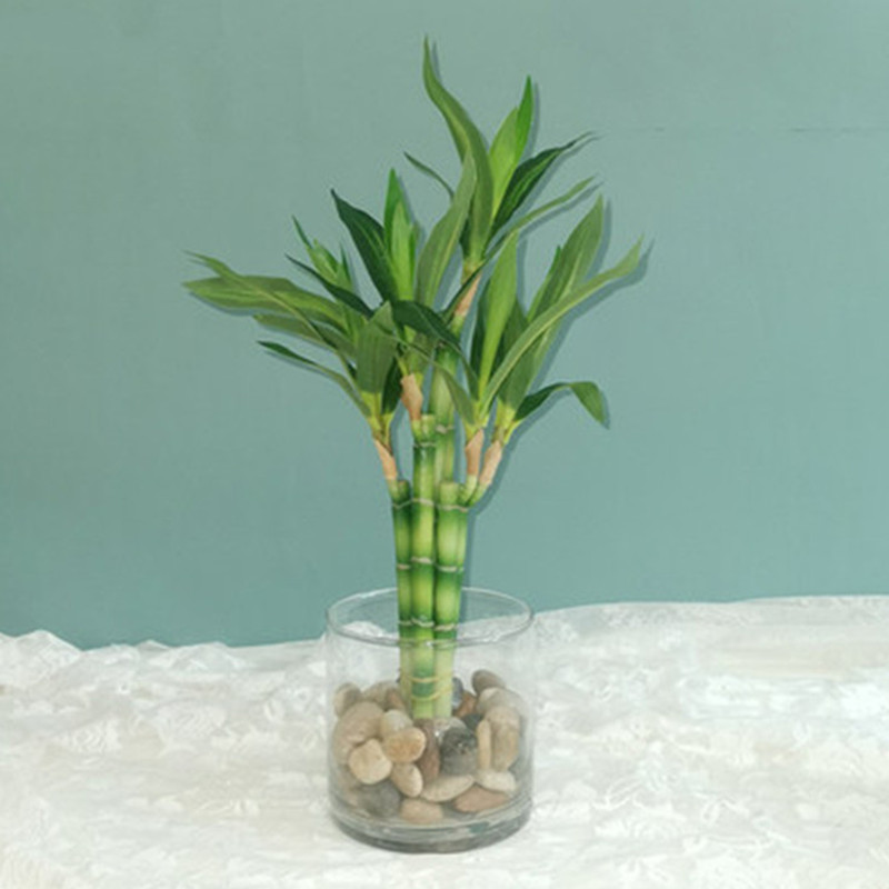 Aquarium Fish Names - Mới 40Cm RFtificial May Mắn Tre