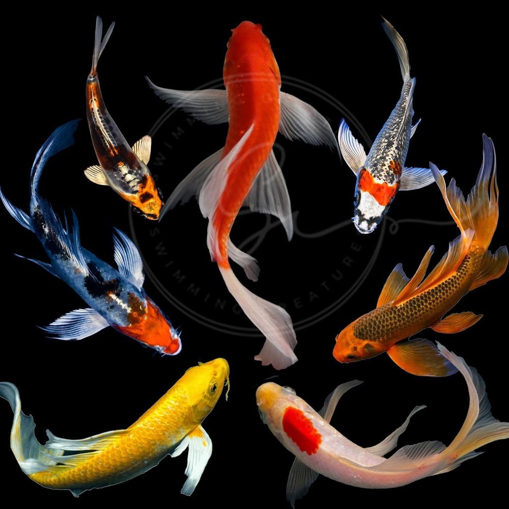 Assorted Colors Live Koi Fish  - đánh giá và giá Live Fish Aquarium