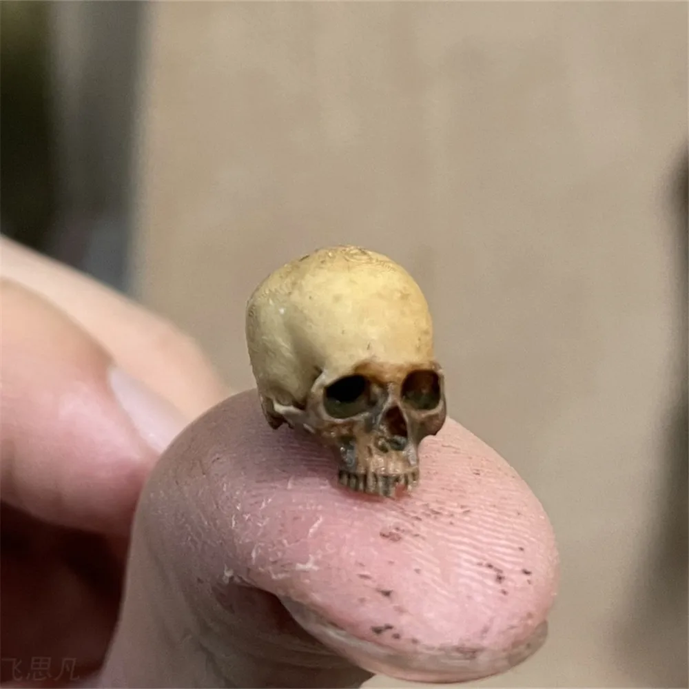 Mini Skull High Quality Miniat - đánh giá và giá Aquarium Fish Names